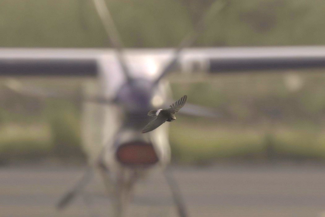 Little Swift